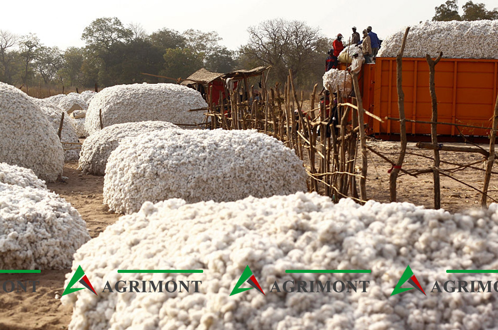 raw cotton for sale